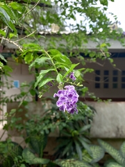 Duranta erecta