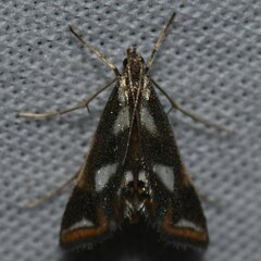 Chrysendeton imitabilis
