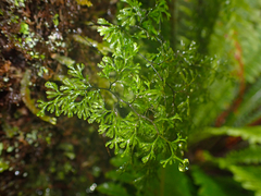 Hymenophyllum multifidum