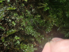 Hymenophyllum multifidum