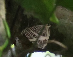 Colobura dirce dirce