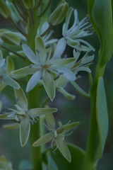 Lepidium strongylophyllum