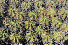 Ferocactus robustus