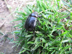 Pentodon bidens punctatus