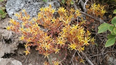 Sedum debile