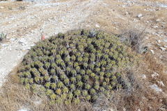 Ferocactus robustus