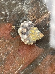 Nodilittorina pyramidalis