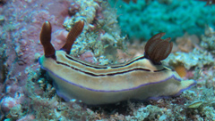 Hypselodoris emma