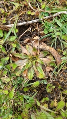 Plantago triandra