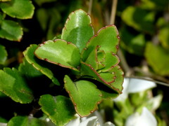 Veronica macrantha
