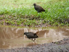 Amaurornis moluccana