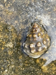 Nodilittorina pyramidalis