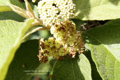 Callicarpa acuminata