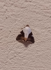 Eulepidotis rectimargo