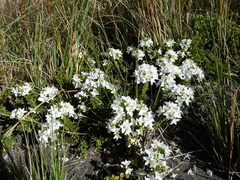 Veronica macrantha