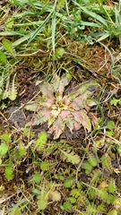 Plantago triandra
