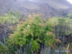 Sorbaria tomentosa