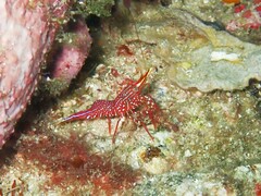 Rhynchocinetes durbanensis