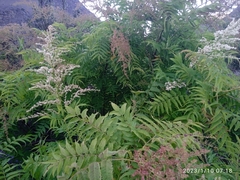 Sorbaria tomentosa
