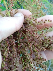 Sorbaria tomentosa