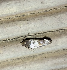 Argyroploce chlorosaris