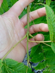 Sorbaria tomentosa