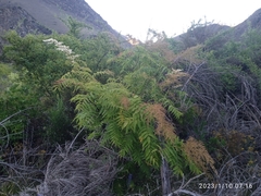 Sorbaria tomentosa