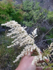 Sorbaria tomentosa