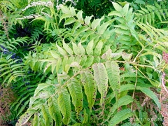Sorbaria tomentosa