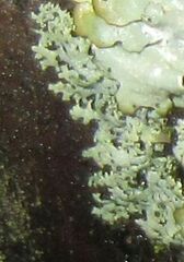 Parmeliopsis ambigua