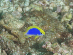 Chrysiptera flavipinnis