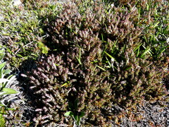 Acrothamnus colensoi