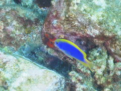 Chrysiptera flavipinnis