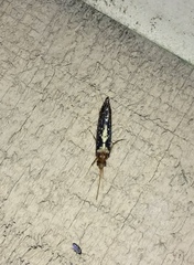 Polyplectropus