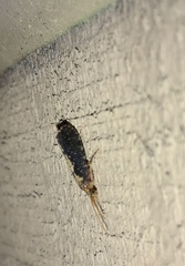 Polyplectropus