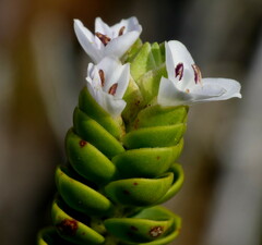 Veronica pauciramosa