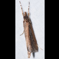 Carectocultus perstrialis