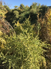 Allenrolfea occidentalis
