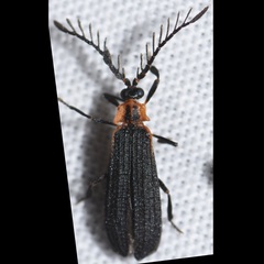 Leptoceletes basalis