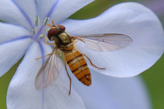 Episyrphus viridaureus