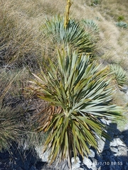 Aciphylla