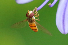 Episyrphus viridaureus