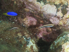 Stethojulis interrupta