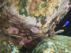 Stethojulis interrupta