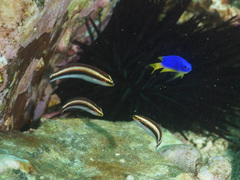 Stethojulis interrupta