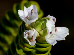 Veronica pauciramosa