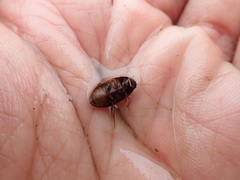 Sternolophus rufipes