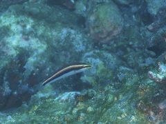 Stethojulis interrupta
