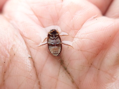 Sternolophus rufipes