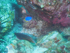 Stethojulis interrupta